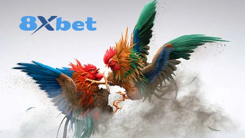 a1 17 Tổng quát thông tin về đá gà 8XBET