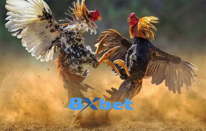 a2 20 Hiện nay, có tổng cộng ba loại đá gà 8XBET mà anh em người chơi có thể tham khảo khi tham gia cá cược: