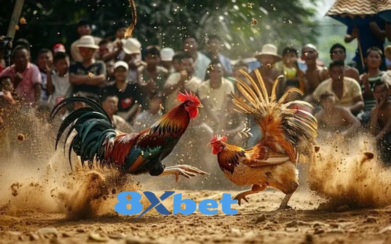 a3 30 Đá Gà 8xbet