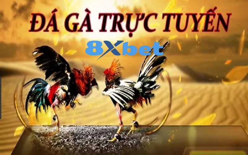 a4 9 Lợi ích cực kỳ hấp dẫn mà đá gà 8XBET đem lại cho anh em