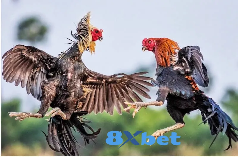a5 5 Những điều các cược thủ cần lưu ý khi tham gia chơi đá gà 8XBET